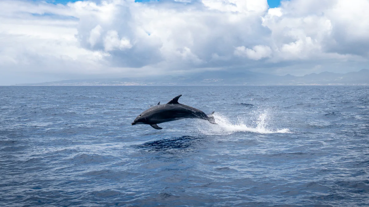 dolphin